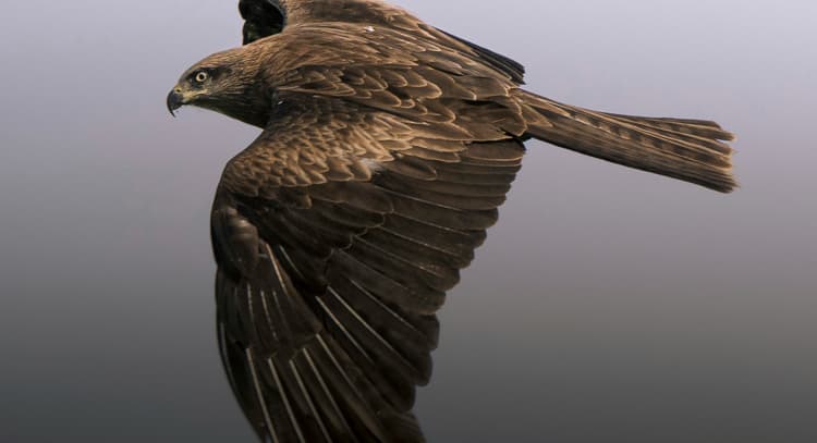 livesession | Shadow Meditation